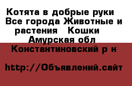 Котята в добрые руки - Все города Животные и растения » Кошки   . Амурская обл.,Константиновский р-н